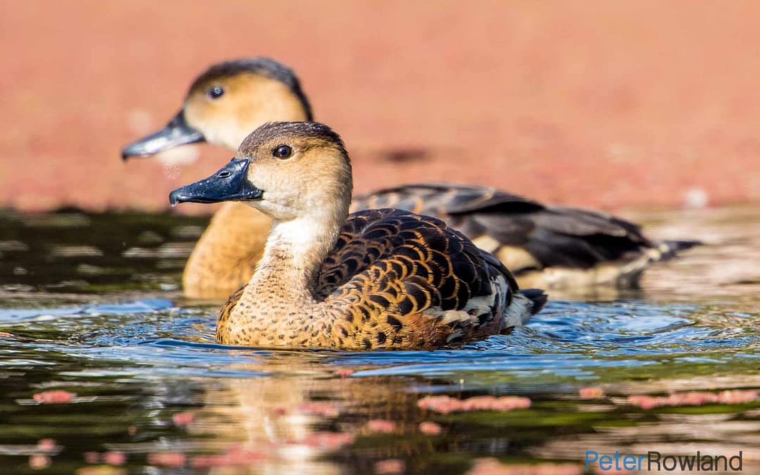 Wandering Whistling-Duck