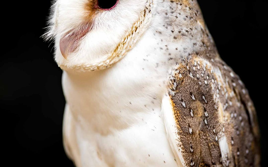 Barn Owl
