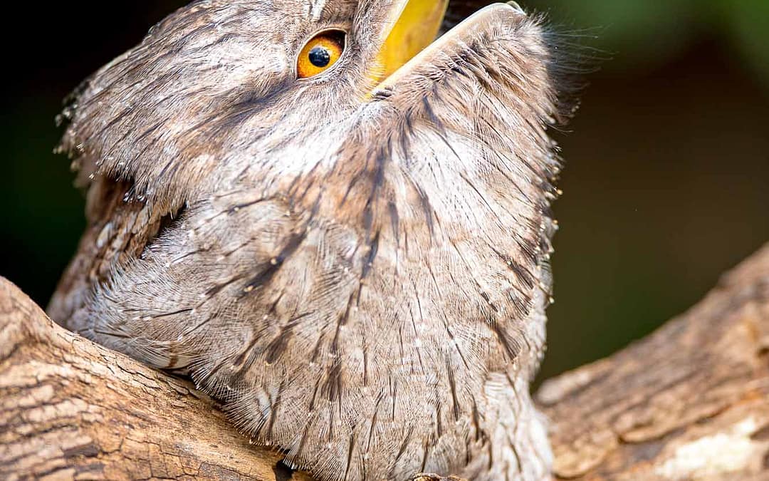 Tawny Frogmouth