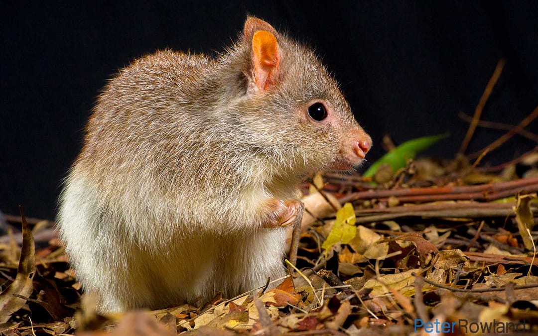 Rufous Bettong