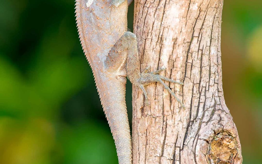Southern Angle-headed Dragon