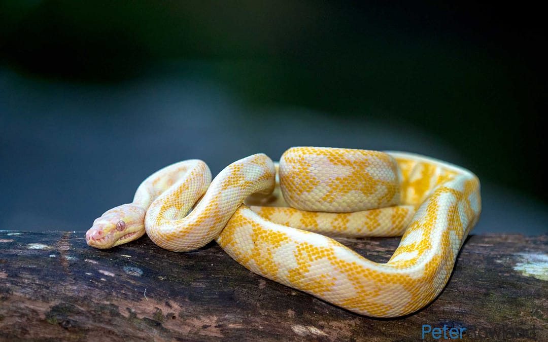 Pythons