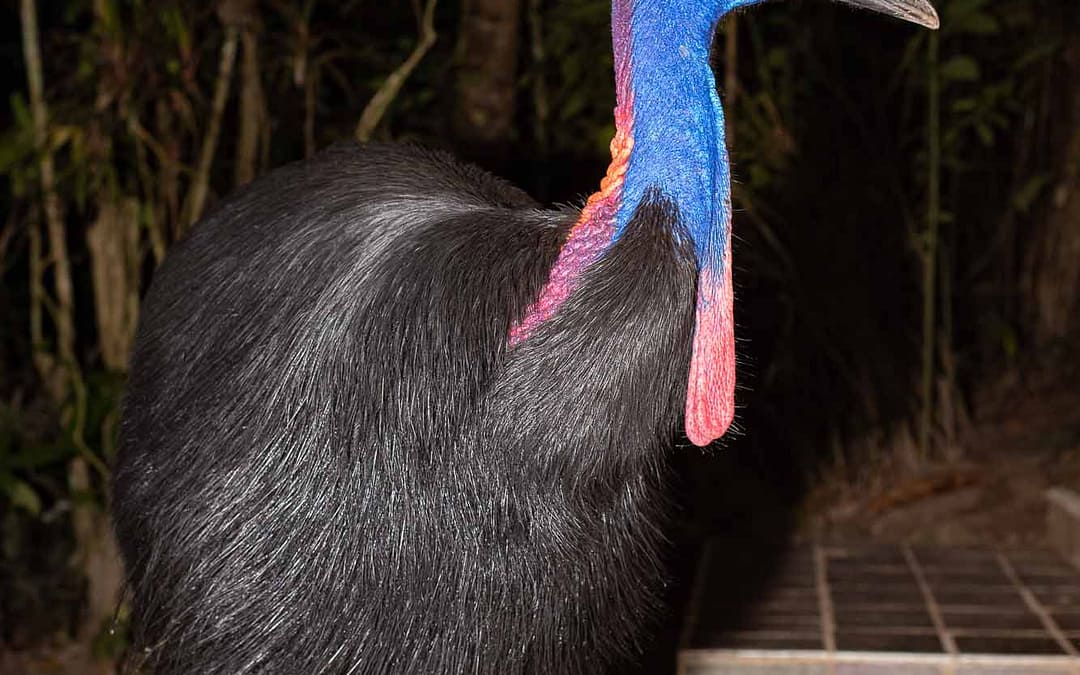 The Most Dangerous Bird on Earth