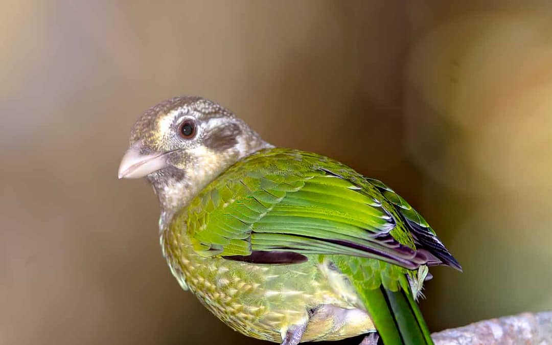 Spotted Catbird