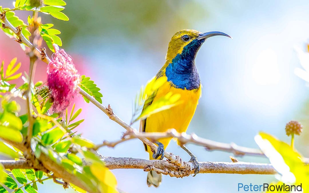 Sunbirds