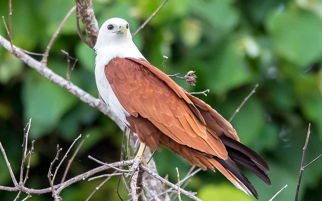 Brahminy Kite