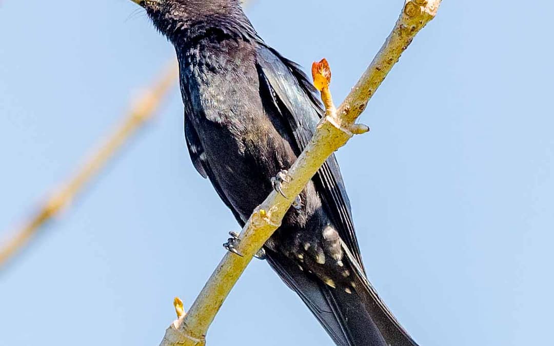Drongos