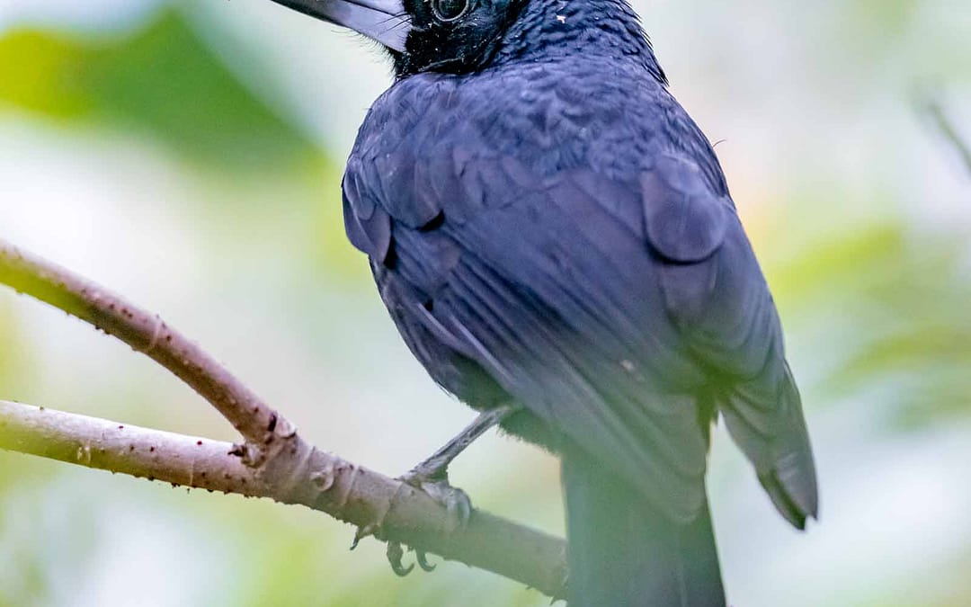 Black Butcherbird