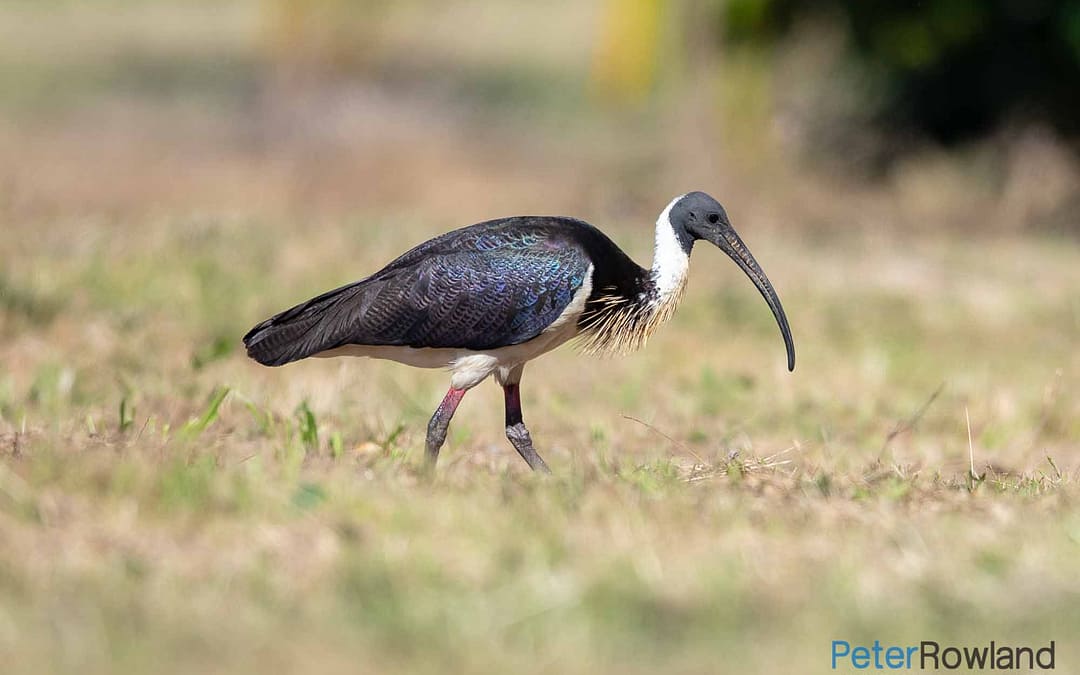 Ibises and Spoonbills