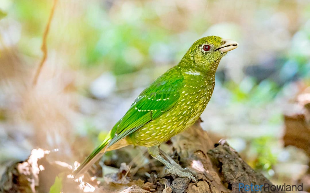 Green Catbird