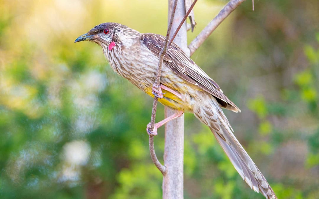 Red Wattlebird