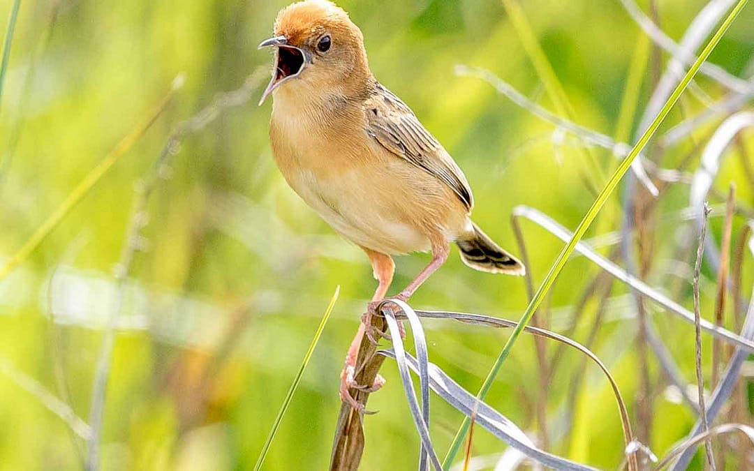 Cisticolas