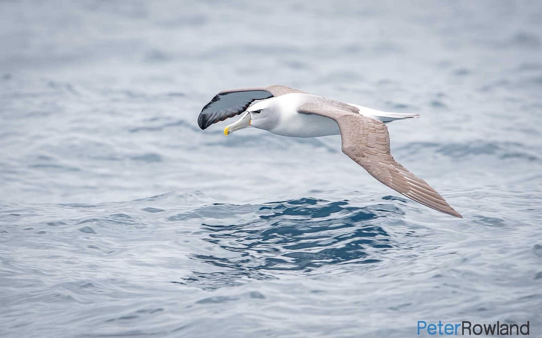 My First Pelagic Trip