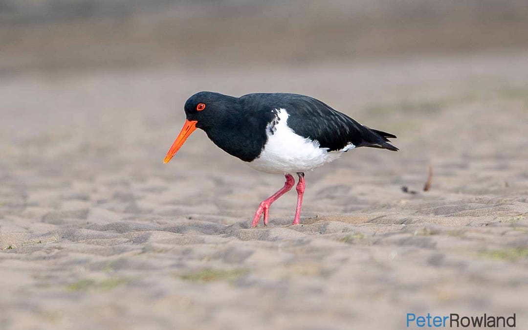 Pied Oystercatcher