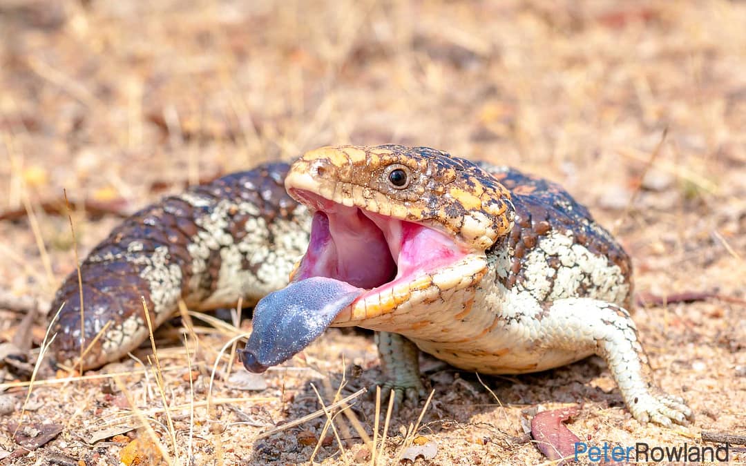 Reptiles