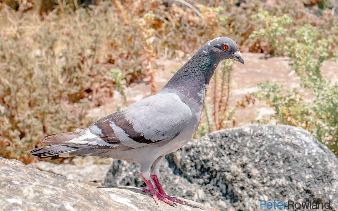 Rock Dove