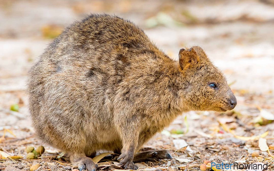 Quokka
