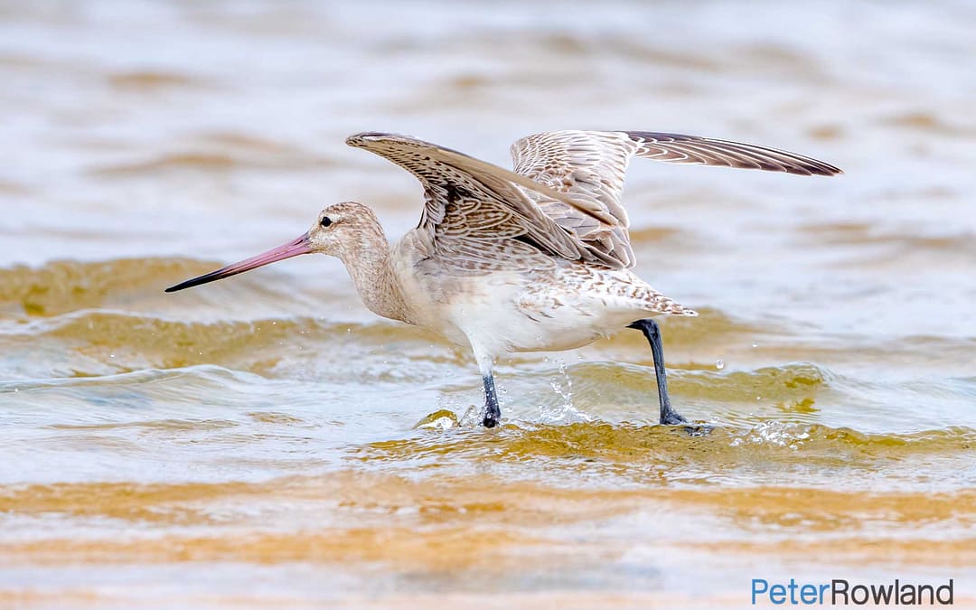 Bar-tailed Godwit