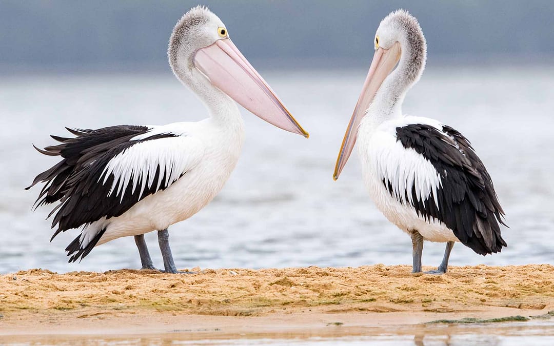 Pelicans