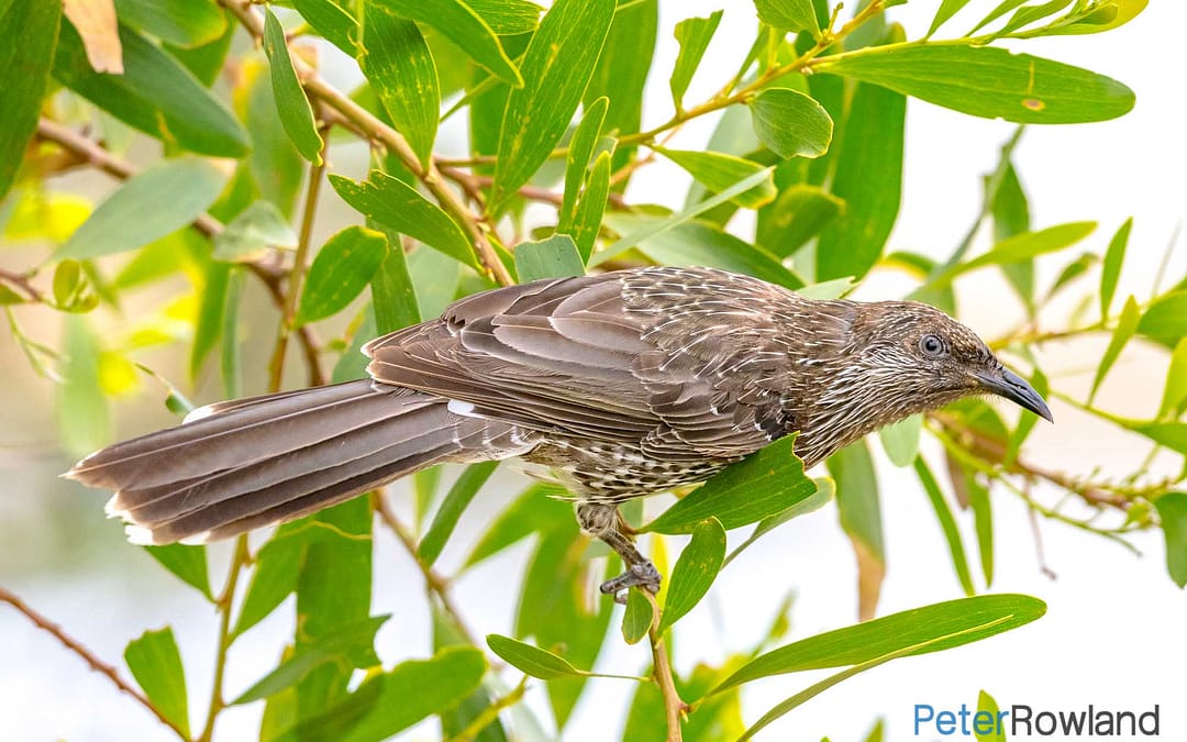 Little Wattlebird