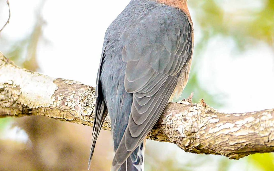 Cuckoos