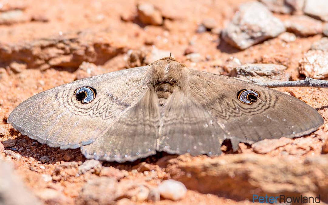 Southern Old Lady (Moon) Moth