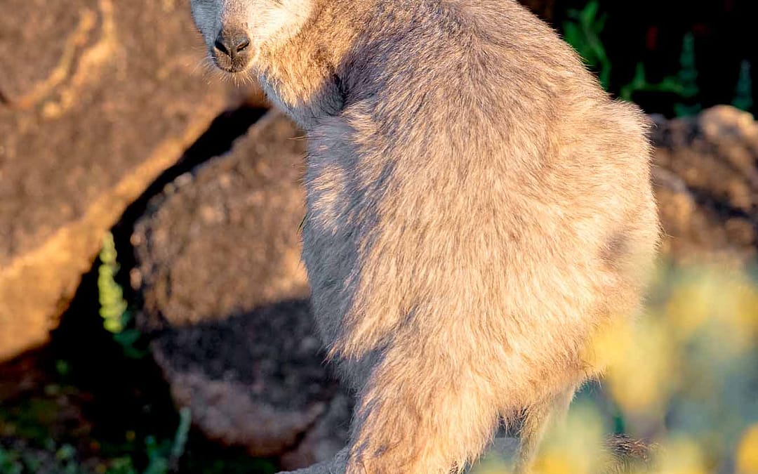 Common Wallaroo