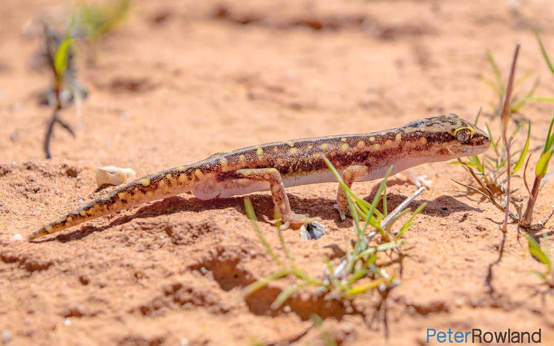 Crowned Gecko