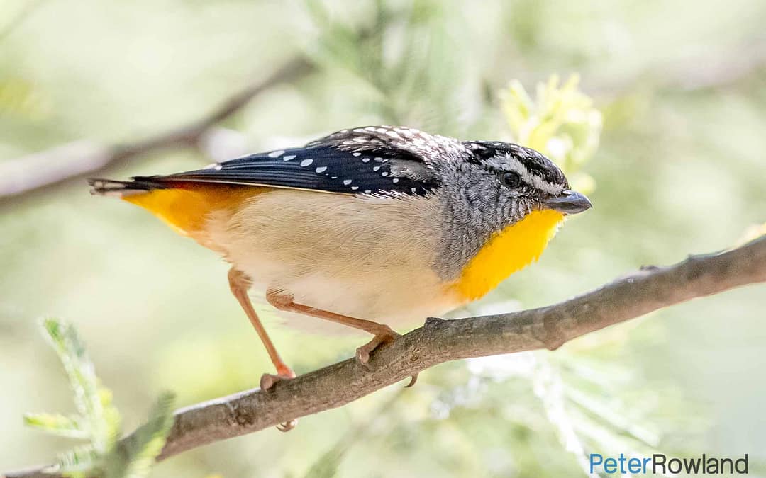 Pardalotes