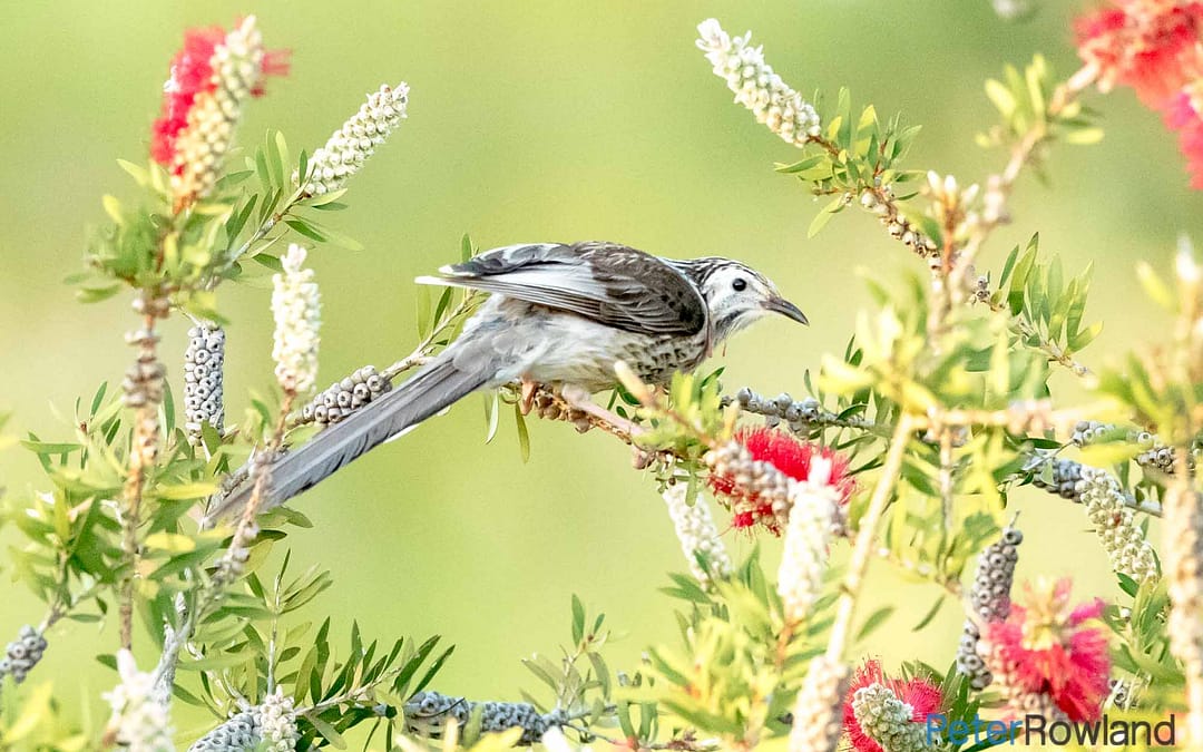 Yellow Wattlebird