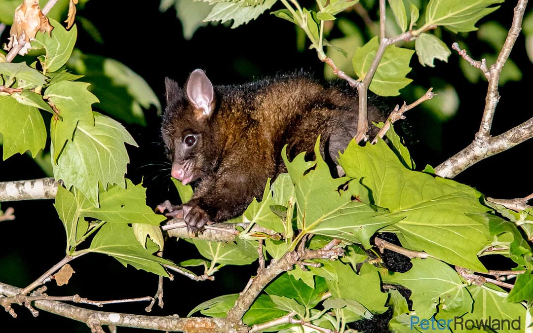 Common Brushtail Possum