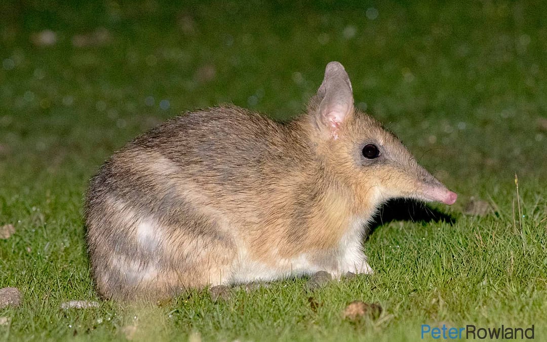 Eastern Barred Bandicoot