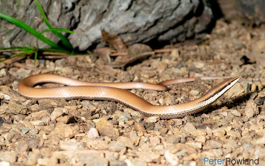 Legless Lizards