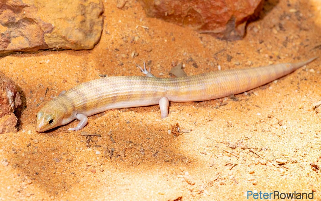 Broad-banded Sand-swimmer
