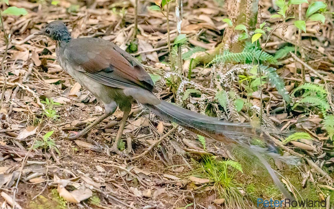 Lyrebirds