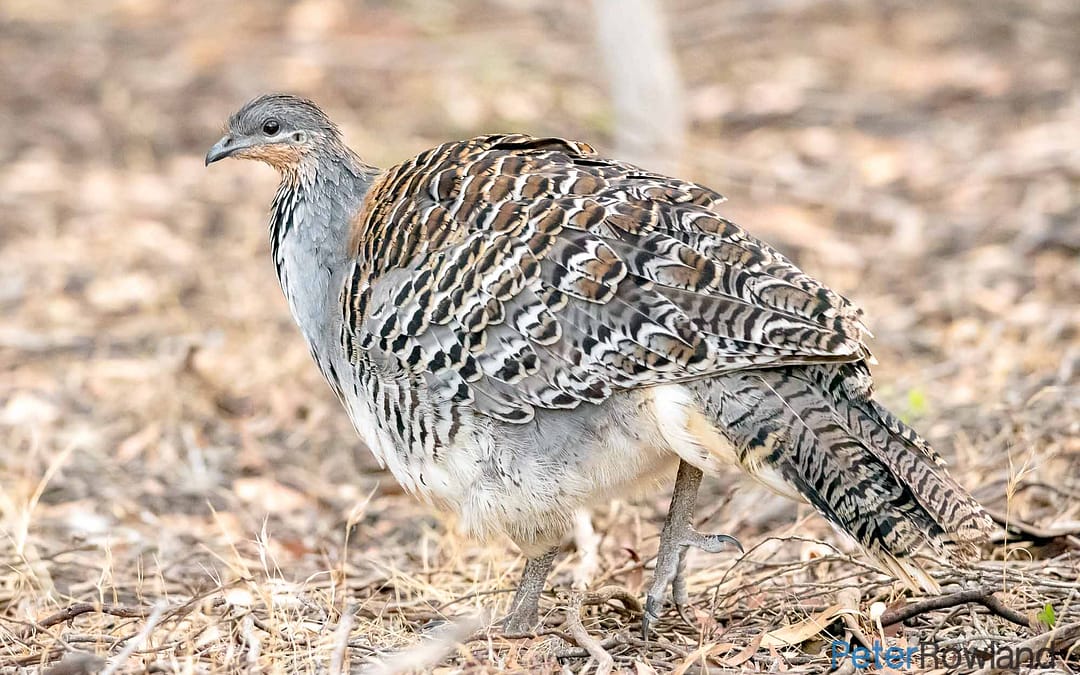 Malleefowl