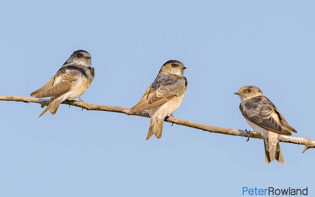 Tree Martin