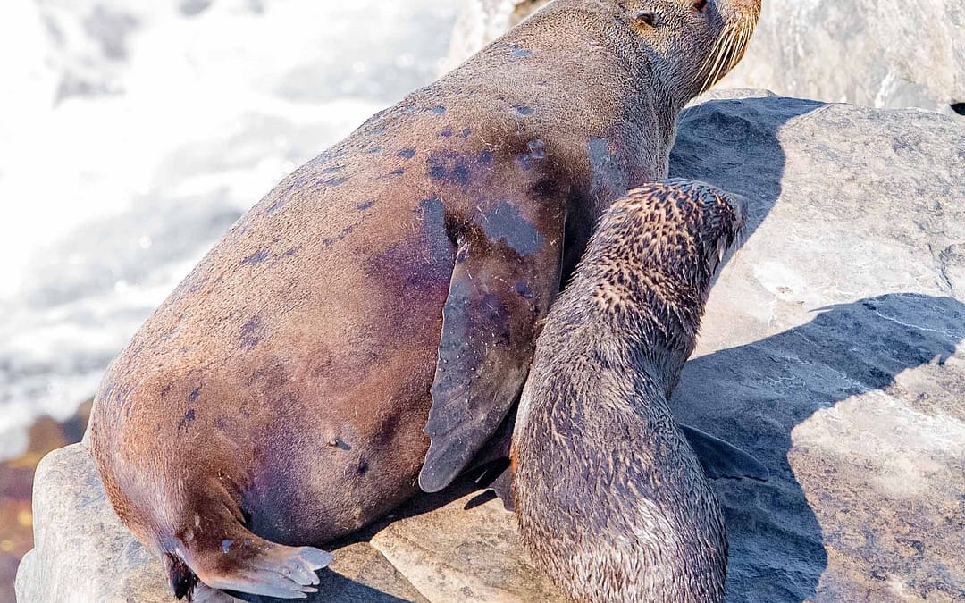 Earless Seals