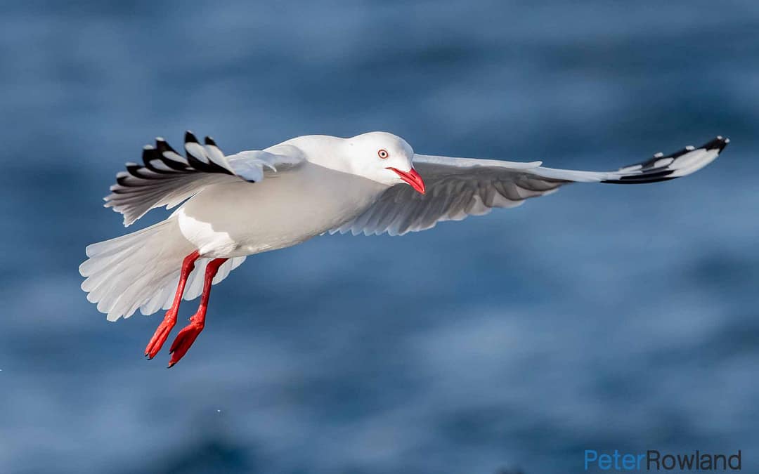 Gulls and Terns