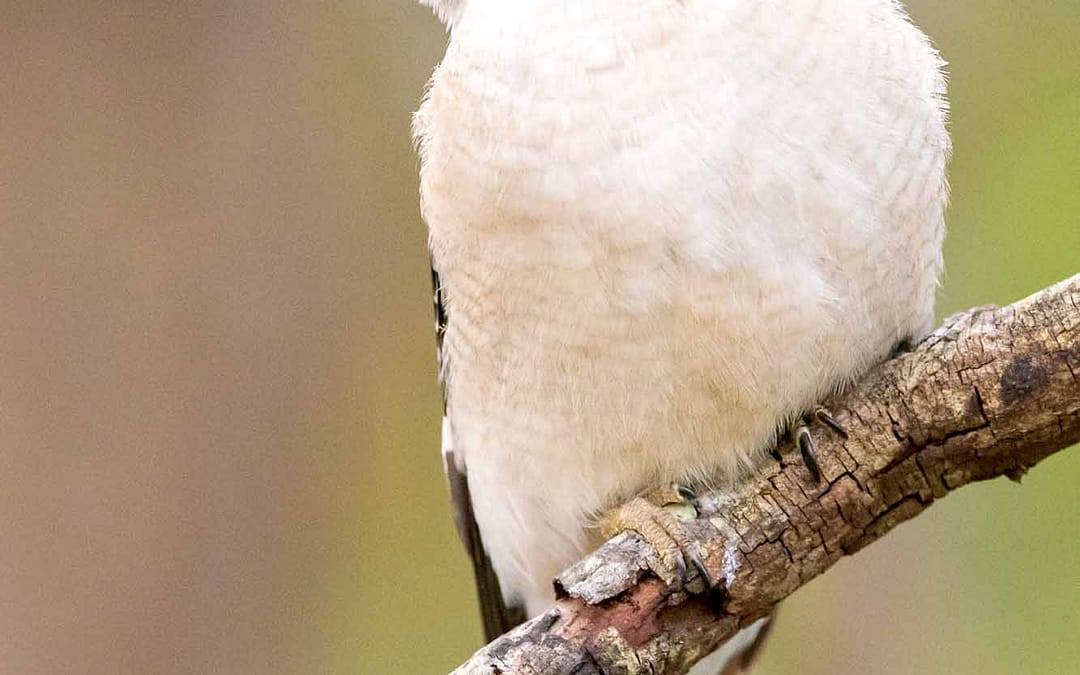 Laughing Kookaburra