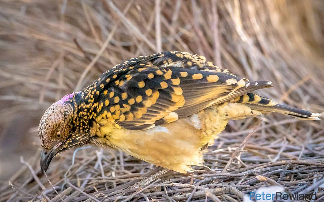Western Bowerbird