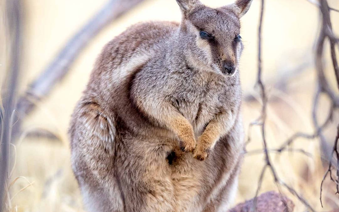 Black-footed Rock-wallaby