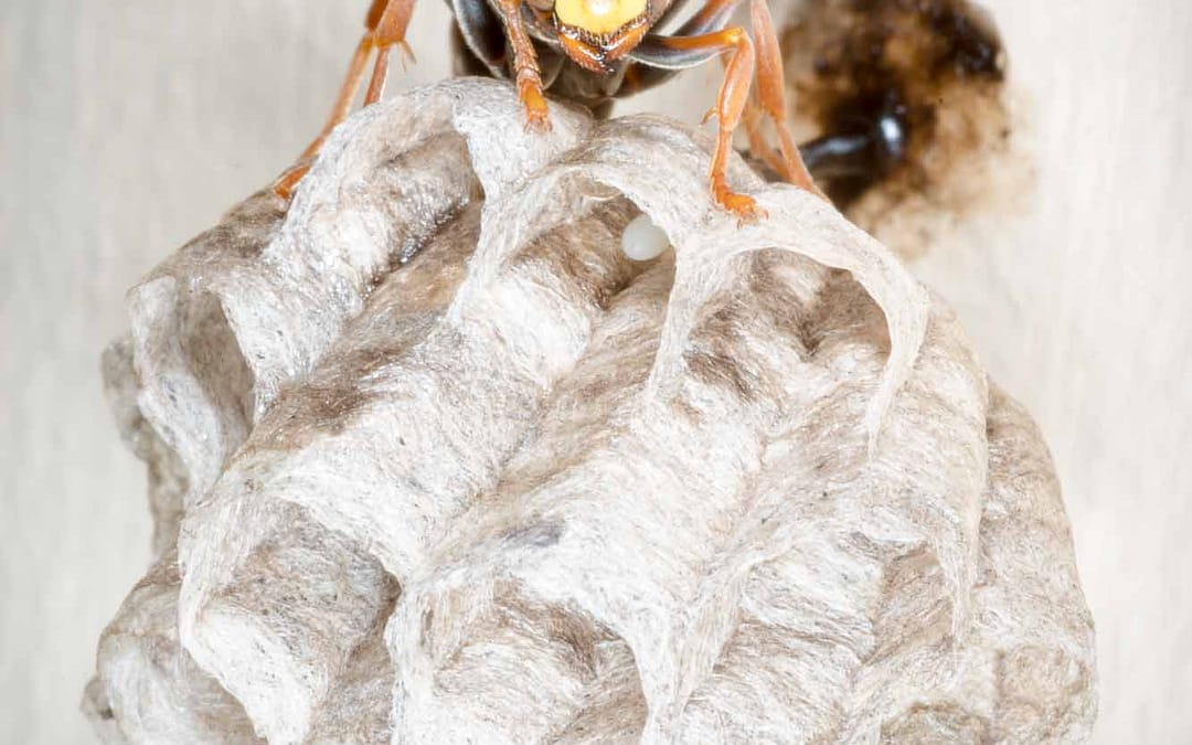 Paper Wasp