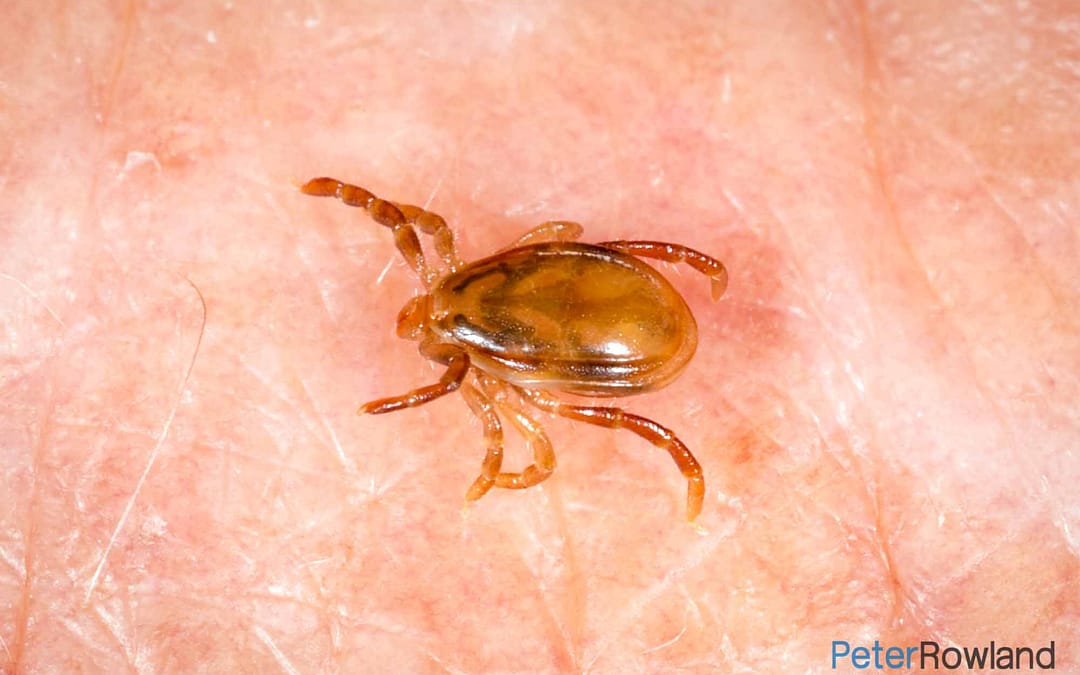 Australian Paralysis Tick