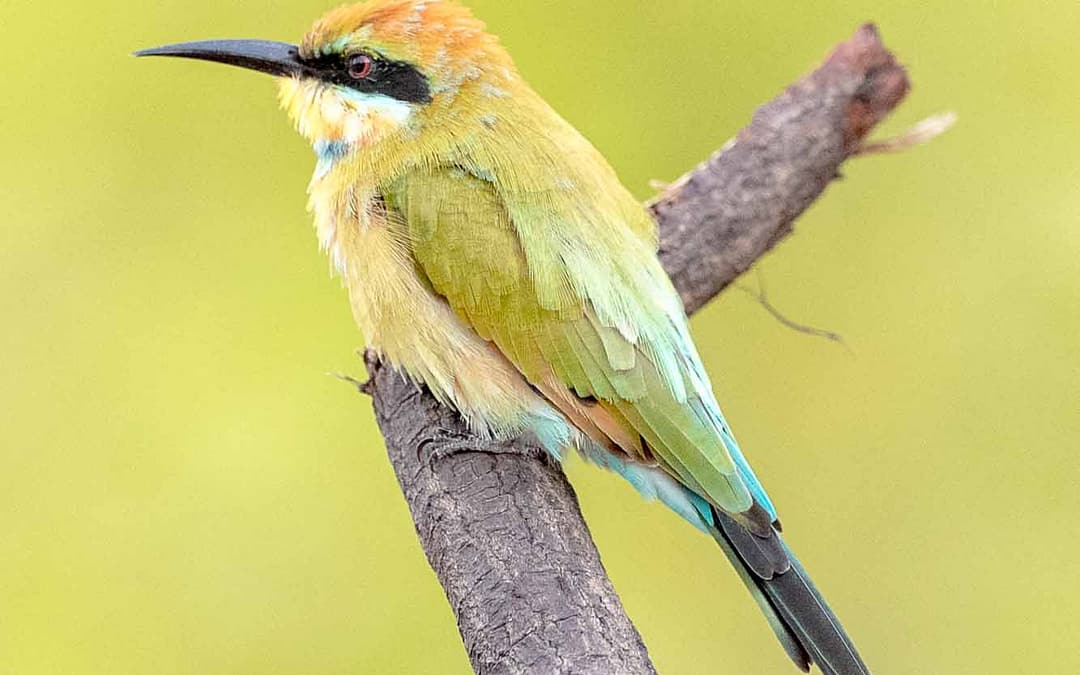 Bee-eaters