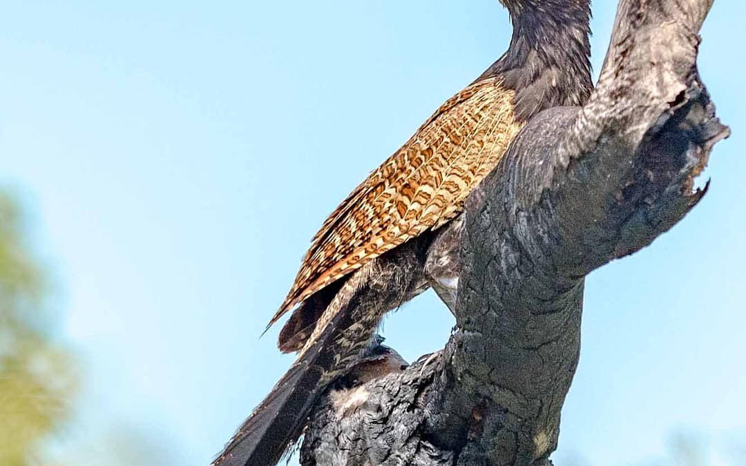 Pheasant Coucal