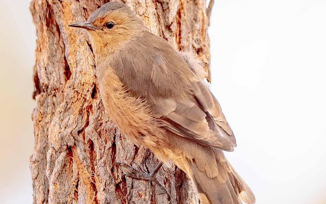 Rufous Treecreeper