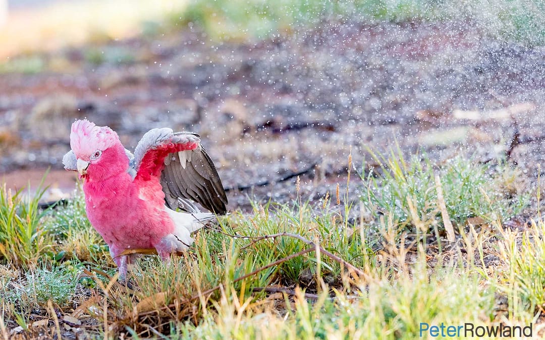 Galah