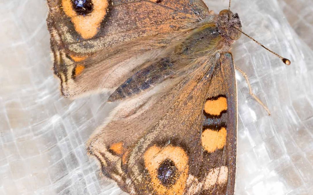 Meadow Argus