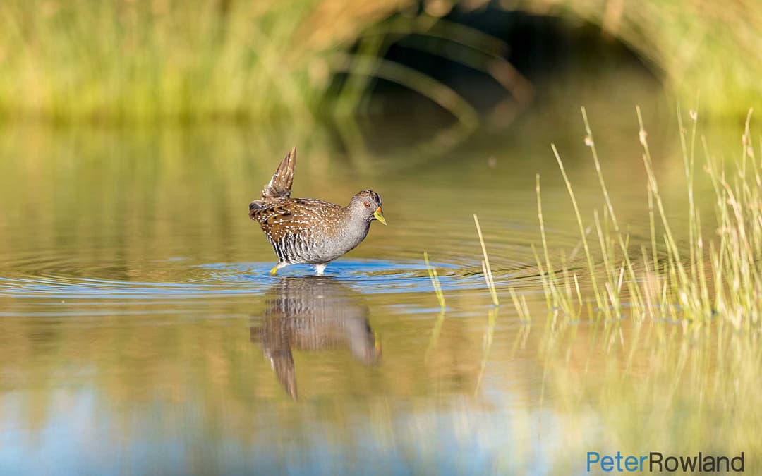 Crakes and Rails